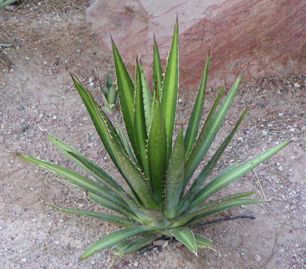 Agave lechuguilla